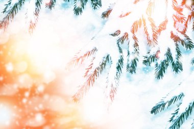  Karla kaplı ağaçlarla donuk kış ormanı.