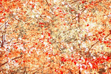 sonbahar manzara parlak renkli yeşillik ile. Pastırma yazı.