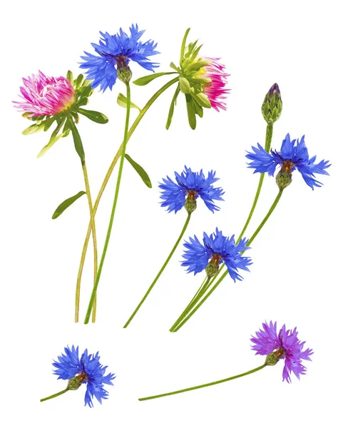 Coloridas flores otoñales de aster, aciano — Foto de Stock