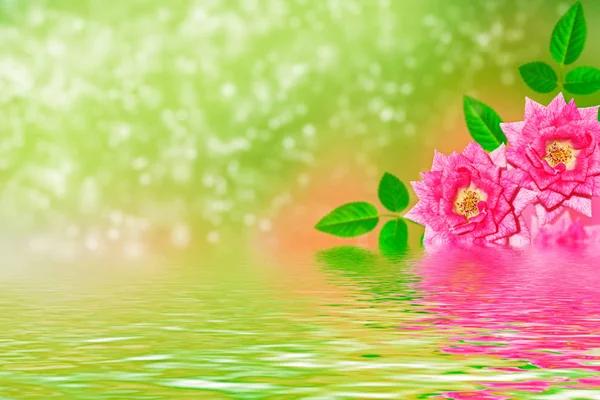 Leuchtend bunte Blume Rose — Stockfoto