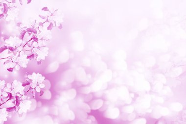 Çiçek açması şube elma. 