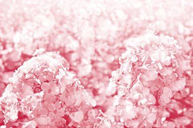 Sonbahar manzara bir arka plan üzerinde renkli phlox çiçekler