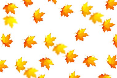 parlak renkli sonbahar yaprakları