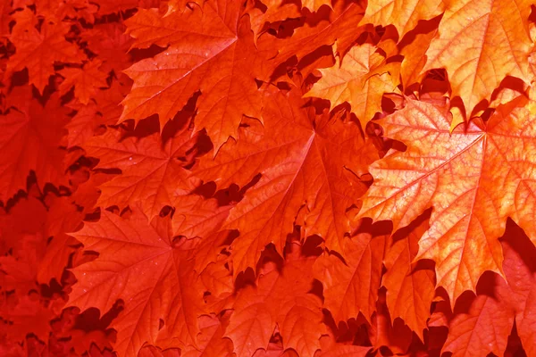 Осенний пейзаж с яркой красочной листвой. Индийское лето . — стоковое фото