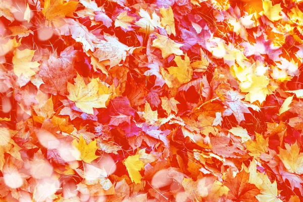 Autumn background with bright colorful leaves. — Stock Photo, Image