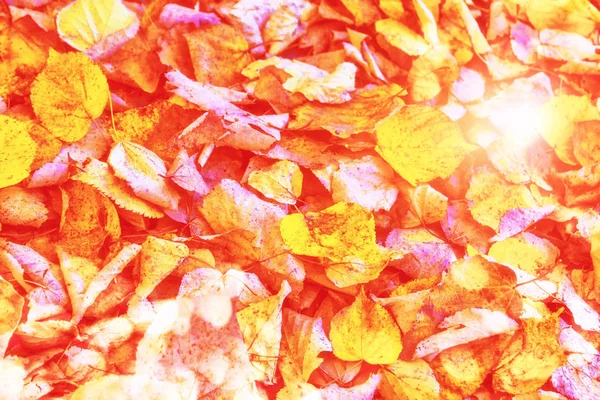 Φθινοπωρινό φόντο με φωτεινά πολύχρωμα φύλλα. — Φωτογραφία Αρχείου