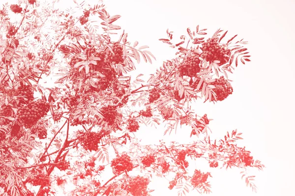 Rowan 浆果, sorbus aucuparia, 树山灰. — 图库照片