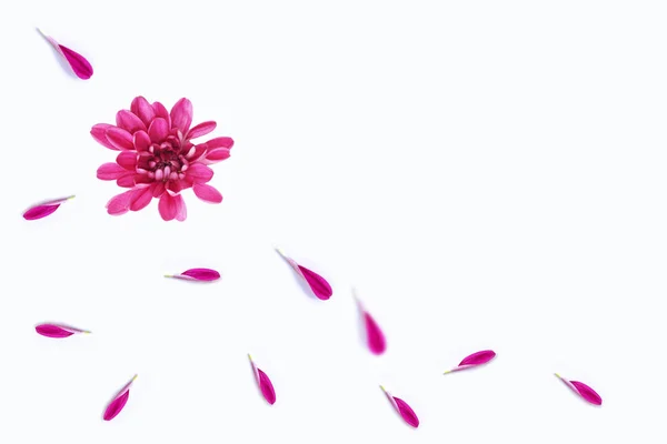 Coloridas flores otoñales de crisantemo —  Fotos de Stock
