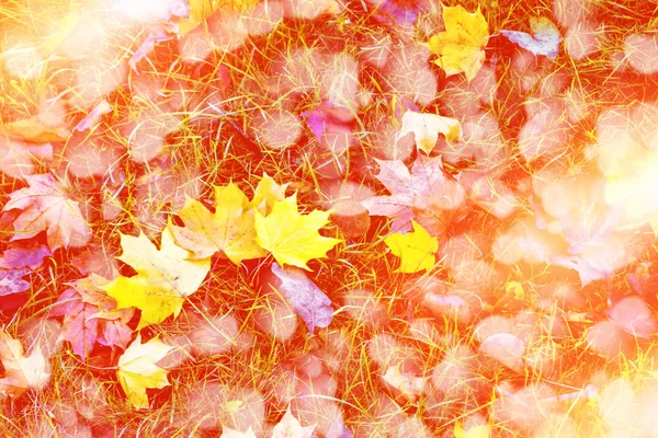 밝은 다채로운 잎가 배경. — 스톡 사진