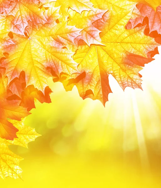 Paisagem de outono com folhagem colorida brilhante. Verão indiano . — Fotografia de Stock
