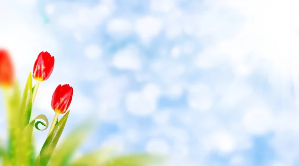 Leuchtend bunte Frühlingsblumen — Stockfoto