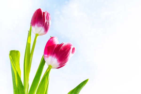 Leuchtend bunte Frühlingsblumen — Stockfoto