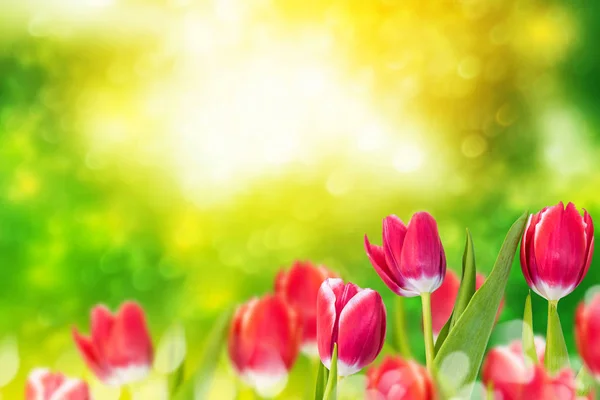 Flores de primavera de colores brillantes — Foto de Stock