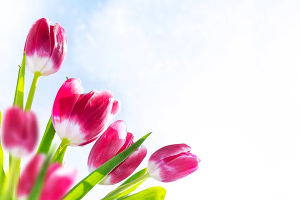 Parlak renkli bahar çiçekleri — Stok fotoğraf