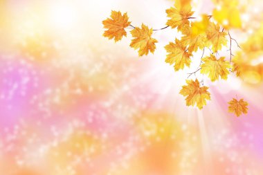 sonbahar manzara parlak renkli yeşillik ile. Pastırma yazı.