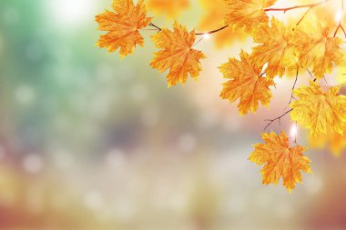 sonbahar manzara parlak renkli yeşillik ile. Pastırma yazı.