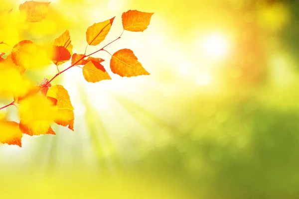 与明亮多彩树叶的秋季景观。印度夏季. — 图库照片
