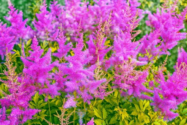Цветущие осенние цветы астильбы — стоковое фото