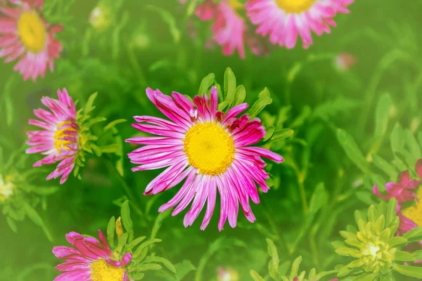 Coloridas flores otoñales de aster —  Fotos de Stock