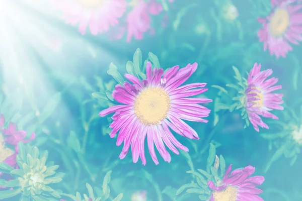 Aster renkli sonbahar çiçekler — Stok fotoğraf
