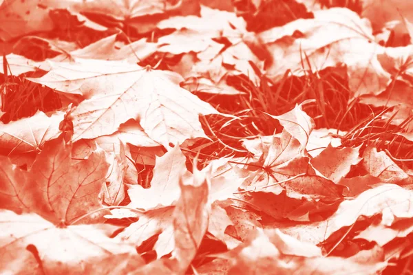 Herbst Hintergrund mit hellen bunten Blättern. — Stockfoto