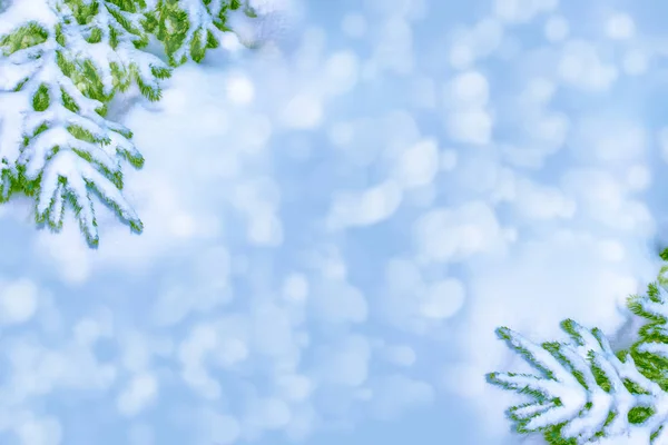 Kar kaplı ağaç Noel ağacı dalları — Stok fotoğraf
