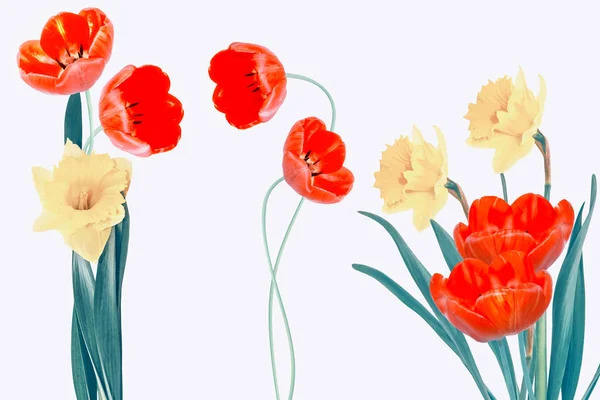 Zářivě pestré jarní květy z daffodů a tulisků izolovaných — Stock fotografie
