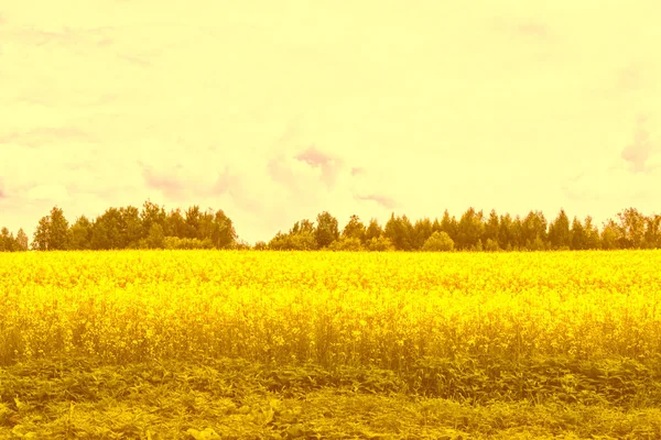 Champ avec des fleurs de colza jaune vif — Photo