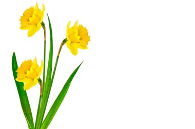 våren blommor narcissus isolerad på vit bakgrund