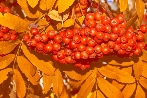 Bagas de Rowan, Sorbus aucuparia, cinza de montanha de árvore . — Fotografia de Stock