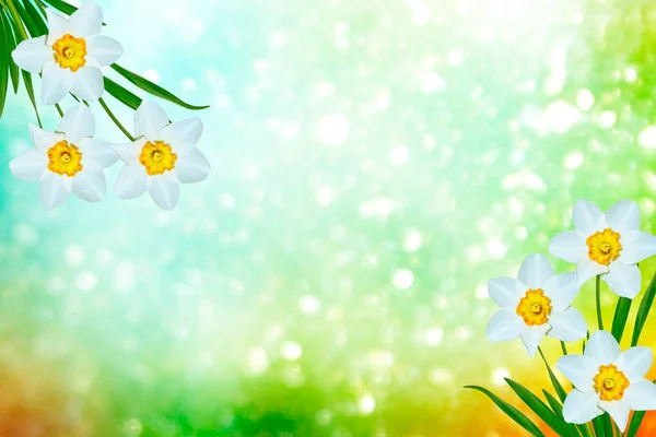 Jarní květy narcisů. — Stock fotografie