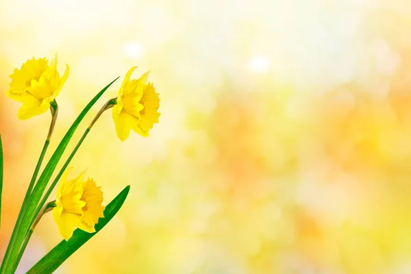 Tavaszi virágok Nárciszok. — Stock Fotó