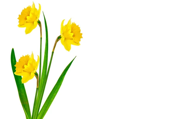 Våren blommor narcissus isolerad på vit bakgrund — Stockfoto