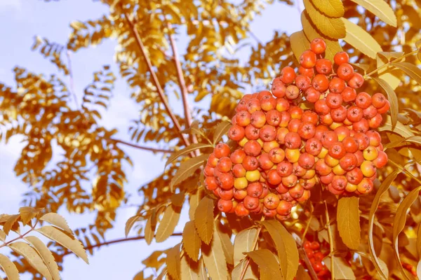 Bayas de Rowan, Sorbus aucuparia, fresno de montaña de árbol . —  Fotos de Stock