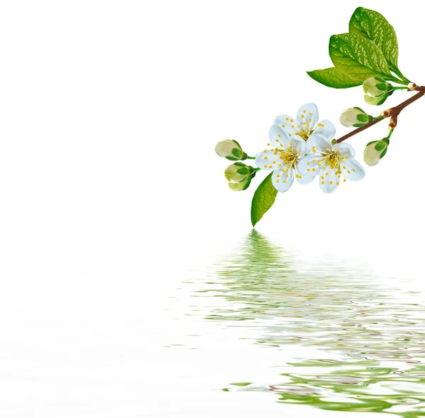 Flowering branch of cherry isolated on a white background. — Stock Photo, Image