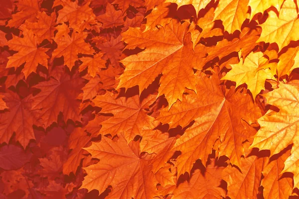 Herbstlandschaft mit leuchtend buntem Laub. Indischer Sommer. — Stockfoto