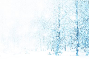 Karla kaplı ağaçlarla donuk kış ormanı.