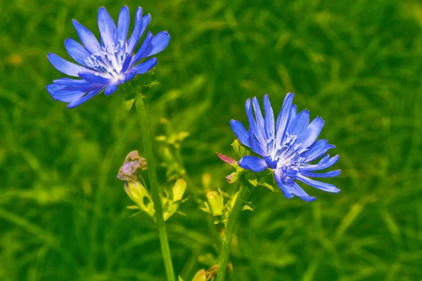 Ljusa blommor cikoria — Stockfoto