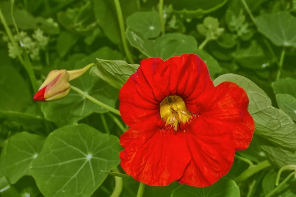 Nasturtium bloemen. Zomer landschap — Stockfoto