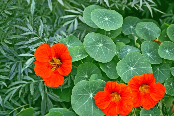 Nasturtium bloemen. Zomer landschap — Stockfoto