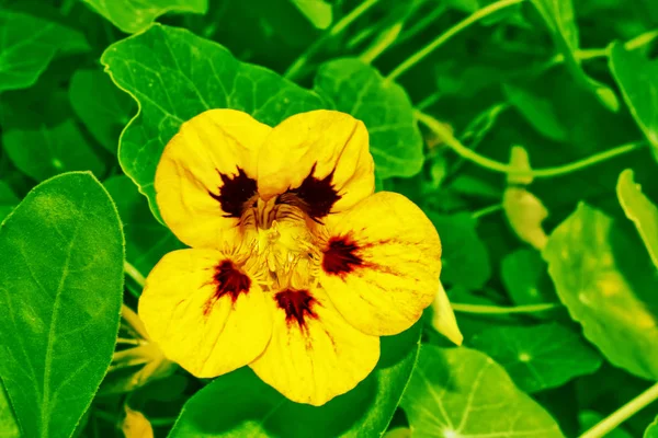 Nasturtium çiçekler. Yaz manzara — Stok fotoğraf