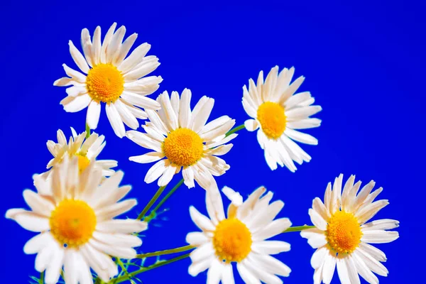 White bright daisy flowers on a background of the summer landsca — Stock Photo, Image