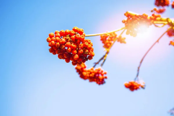 Vogelbeeren, Sorbus aucuparia, Eberesche. — Stockfoto