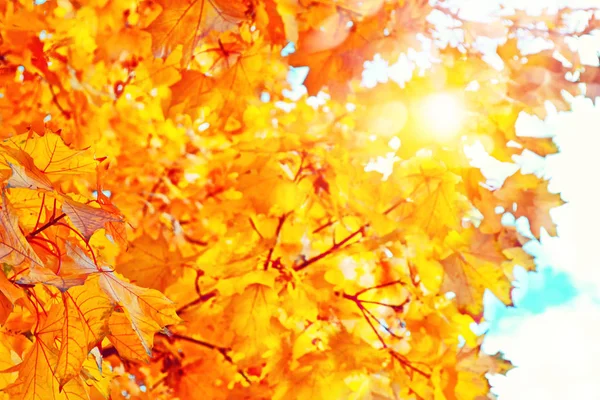 Herbstlandschaft mit leuchtend buntem Laub. Indischer Sommer. — Stockfoto