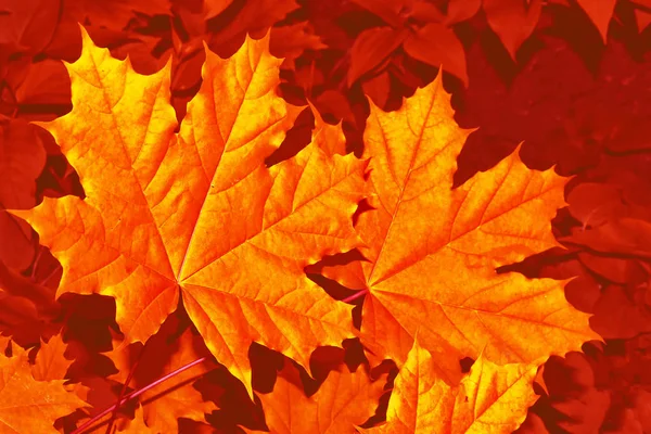 Herbstlandschaft mit leuchtend buntem Laub. Indischer Sommer. — Stockfoto