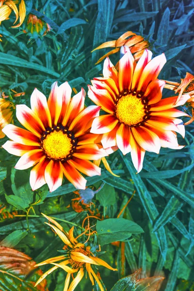 五颜六色的菊花花秋天的背景上局域网 — 图库照片