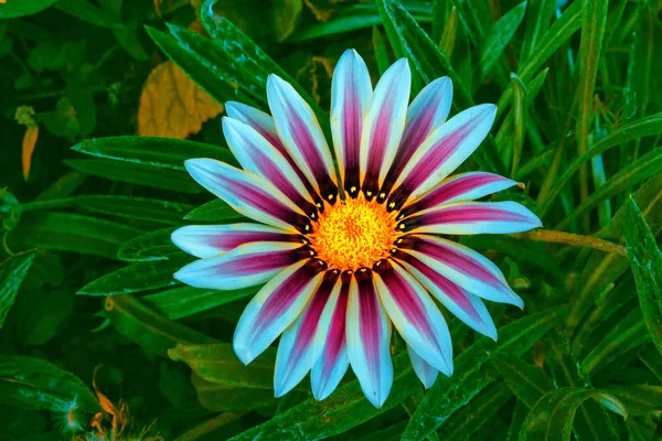 Colorful chrysanthemum flowers on a background of the autumn lan — Stock Photo, Image