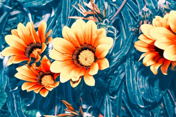 Bunte Chrysanthemenblüten vor dem Hintergrund des Herbstes — Stockfoto