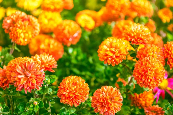 Coloridas flores de crisantemo sobre un fondo del lan de otoño —  Fotos de Stock