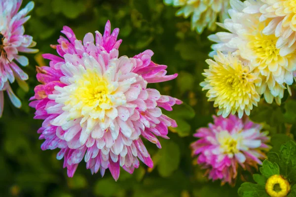 Colorful chrysanthemum flowers on a background of the autumn lan — Stock Photo, Image